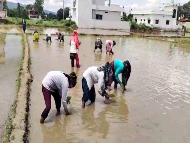 विलुप्त होती दून बासमती की खुशबू फिर लौटेगी